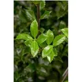 Ilex meserveae 'Heckenstar' -S- 60-80 cm