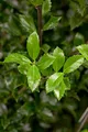 Ilex meserveae 'Heckenstar' 60–80 cm – Immergrün, Winterhart & Pflegeleicht – Stechpalme – Heckenpflanze für Garten & Sichtschutz