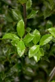 Ilex meserveae 'Heckenstar', Stechpalme, immergrün, 60–80 cm