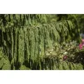 Chamaecyparis Nootkatensis Pendula 50–60 cm Hängend