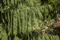 Chamaecyparis nootkatensis 'Pendula' 50–60 cm – Winterhart, Immergrün, Pflegeleicht – Nootka-Scheinzypresse – Solitärgehölz für Garten & Einzelstellung