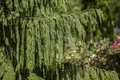 Pflanzen für Dich Konifere Chamaecyparis nootk. Pendula, 1 St., Nootka-Scheinzypresse, Hänge-Scheinzypresse, hängend, immergrün