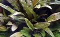 Aquarium Pflanze Cryptocoryne wendtii 'Tropica' AquaOne Nr.309E Wasserpflanzen