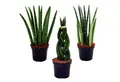 Exotenherz Kaktus Sansevieria cylindrica Pfiffiges 3er Set im 9cm Topf Bogenhanf