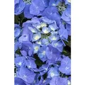 Hydrangea Macrophylla Bauernhortensie 30-40 cm