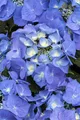 Pflanzen für Dich Gehölze Hydrangea macrophylla Blaumeise, 1 St., Bauernhortensie, Gartenhortensie