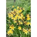 Hemerocallis Minor Taglilie Ca. 11x11 cm Topf