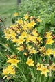 Hemerocallis minor 11x11 cm Topf – Winterhart, Mehrjährig, Pflegeleicht – Taglilie – Staude für Beet & Rabatte