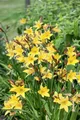 Pflanzen für Dich Staude Hemerocallis minor, 1 St., Kleine Taglilie, Zwerg-Taglilie
