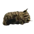 Perfect Petzzz 92611 Main Coon-Kätzchen