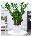 BALDUR Garten 1x Zamioculcas ca. 55-65 cm hoch, Pflanze im 17 cm-Topf, Glücksfeder, Zamie, Zamia Farn, Zamia Palme, pflegeleichte Zimmerpflanze, Grünpflanze, mehrjährig - frostfrei halten
