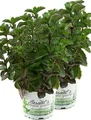 Enseleits 2er Set Grapefruit-Minze, Minze Pflanze, Winterhart (Mentha suaveolens x piperita)