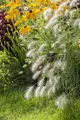 Pflanzen für Dich Gräser Pennisetum alopec. Hameln, 1 St., Lampenputzergras, Federborstengras, kompakt, herbstblühend