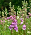 Roter Fingerhut - Digitalis purpurea - lebende Gartenpflanze aus den Baumschulen