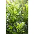 Euonymus japonicus 'Green Spire' ca. 9x9 cm Topf