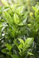 Pflanzen für Dich Bodendecker Euonymus jap. Green Spire, 1 St., Japanischer Spindelstrauch, immergrün, säulenförmig