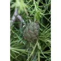 Larix Kaempferi Japanische Lärche 60–80 cm