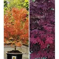 BALDUR Garten 2er Japanische Ahorn Kollektion winterhart, Pflanzen im 12 cm-Topf, Ahornbaum, Fächerahorn, winterhart, pflegeleicht, Acer palmatum,...