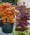 BALDUR Garten Zierstrauch Japanische Ahorn-Kollektion, 2 St., Zwerg-Ahorn, winterhart, mehrjährig, pflegeleicht
