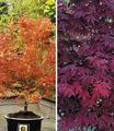 Japanische Ahorn Kollektion winterhart, 2 Pflanzen iAcer palmatum winterhart