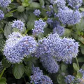 Säckelblume 'Repens' - Ceanothus thyrsiflorus 'Repens' - 30-40 cm Topf - Niedriger Gartenstrauch