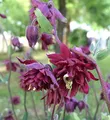 Akelei Ruby Port - Aquilegia vulgaris - lebende Gartenpflanze aus den Baumschulen