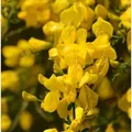 Skorpion Ginster 20-30cm - Genista scorpius