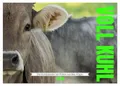 Voll kuhl - der Kuhkalender mit Kühen aus dem Allgäu (Wandkalender 2026 DIN A3 quer), CALVENDO Monatskalender: Ein liebevoll gestalteter Kuhkalender ... kuhl, ein Muuhhhsthave. (CALVENDO Tiere)