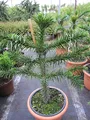 Araucaria araucana - Andentanne - Chilenische Schmucktanne - 40-50 cm