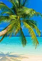LYSCO XXL Poster 100 x 70cm (S-851) Palme an türkisem Wasser und blauem Himmel (Lieferung gerollt!)
