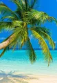 XXL Poster 100 x 70cm Palme am Strand Wasser türkis und blauer Himmel (S-851)