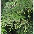 Lebensbaum Martin 60-80cm - Thuja plicata