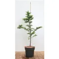 Larix Kaempferi Japanische Lärche 80–100 cm