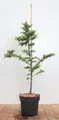 Larix kaempferi 80–100 cm – Winterhart, Mehrjährig & Pflegeleicht – Japanische Lärche – Heckenpflanze für Garten & Sichtschutz