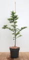 Pflanzen für Dich Konifere Larix kaempferi, 1 St., Japanische Lärche, Lärche, laubabwerfend, kegelform