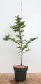 Larix kaempferi, Japanische Lärche, 80–100 cm