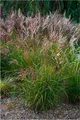 Stauden Gänge 3 x Miscanthus sinensis 'China' im 1 Liter Topf - Rotes Chinaschilf - Struktur und Größe, die beeindrucken - Winterhart - Mehrjährig