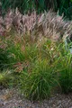 3 x Miscanthus sinensis ‚China‘ Ziergras/Gräser/Stauden/winterhart Chinaschilf