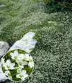 BALDUR Garten 9x Winterhartes Sternmoos, Pflanzen im 9x9 cm-Topf, immergrüner Bodendecker mit Sternblüten, bildet dichte Teppiche im Garten, pflegeleicht & anspruchslos, winterhart, mehrjährig
