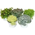 Exotenherz 5 verschiedene Winterharte Sedum-Pflanzen Fetthenne Abwechslungsreiches Farbspiel
