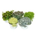 Exotenherz Beetpflanze 5 ver. Winterharte Sedum-Pflanzen Fetthenne abwechslungsr. Farbspiel