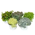 Exotenherz - 5 verschiedene Winterharte Sedum-Pflanzen - Fetthenne