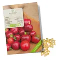 BIO Chili Samen (Ciliegia Piccante) - biol. Anbau (15.000 Scoville, 10 Korn)