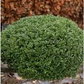 Kugelschnitt Japanische Stechpalme Buxbol 25-30cm - Ilex crenata