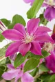 Pflanzen für Dich Kletterpflanze Clematis Hybrid Comtesse de Bouchaud, 1 St., Waldrebe, Clematis, rosa Blüten, lange Blütezeit