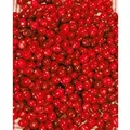 Vaccinium Macrocarpon Cranberry 20–30 Cm