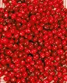 Vaccinium macrocarpon 20–30 cm – Winterhart, Mehrjährig, Immergrün – Cranberry – Beerenpflanze für Moorbeet & Kübel
