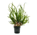 Aquaone Wasserpflanze Mutterpflanze Aquariumpflanze Cryptocoryne Balansae Topf Nr.309B XL