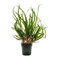 Mutterpflanze Aquariumpflanze Cryptocoryne Balansae Nr.309B XL Pflanzen AquaOne