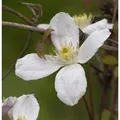 Berg Waldrebe Grandiflora 60-80cm - Clematis montana